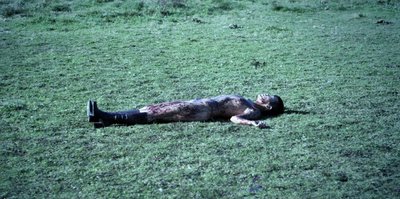 Сабрина Том