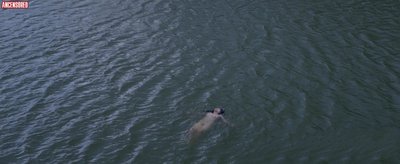 Амира Акили