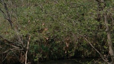 Различные Неизвестные Нзлм