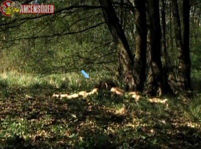 Мари Рённебек